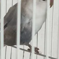 یک عدد کوتوله