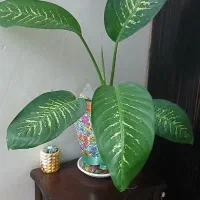 گل دیفن باخیا