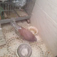 قرمز رنگ