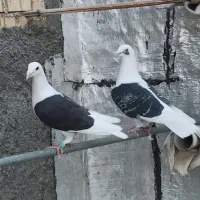 پرنده.