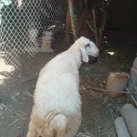 میش جوان چاق
