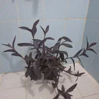 گل برگ بید بنفش