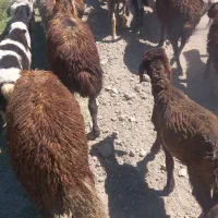 بره نرصحرایی