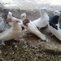 کفتر
