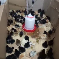 جوجه جهادی اصلاح نژاد شده