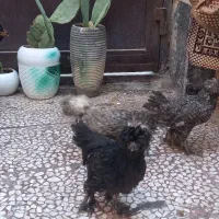 مرغ و خروس زینتی