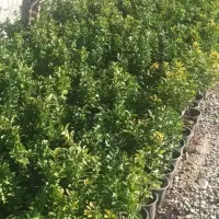 شمشاد طلایی و سبز