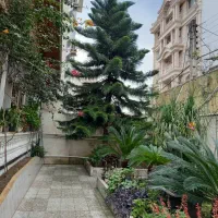 کاج مطبق بزرگ و زیبا