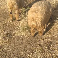 ۶راس بره ماده شهرستان بافت