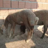 ۳عدد بره ماده سالم وزن سفیده ۳۶سیاه۳۰قرمزه۲۷