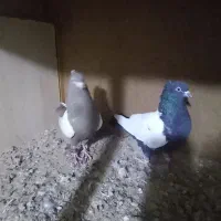 سینه ای|پرنده|خرمشهر, |دیوار