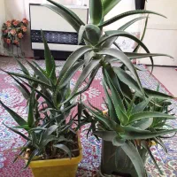 گل کاکتوس
