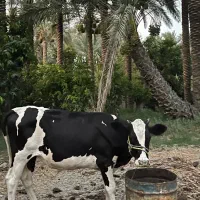 فروش گاو ماده نژاد هلشتاین