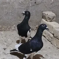 جفت کبوتر