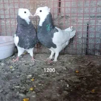چند تا پرنده زینتی