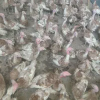 سلام جوجه  بوقلمون بوربون صادراتی  ۹۰ روزه