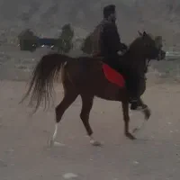 نریان ارش سین وتوکل عبدالحسینی