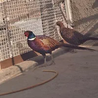 پیش فروش تخم نطفه دار مرغ آمریکایی