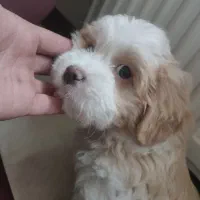 سگ پاپی /واگذاری ۲.۵ماه