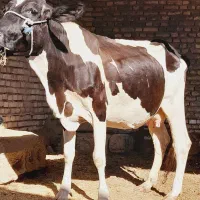 گاو هلشتاین ۴ ماه آبستن ۵ کیلو شیر پر چرب