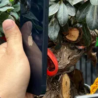 IPhone 13|موبایل|مشهد, طلاب|دیوار
