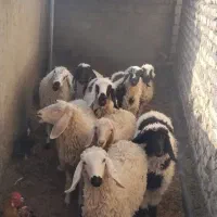 تعدادی گوسفند