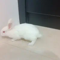 واگذاری بچه خرگوش