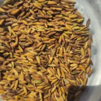 چلتوک تیلکی  بذری