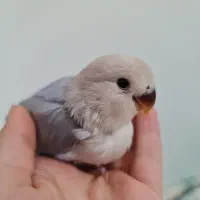 جوجه سرلاکی طوطی برزیلی