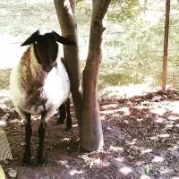 استخدام چوپان