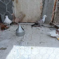 کله وبزک