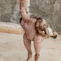 خروس