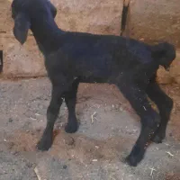 بره،میش، بره شیری