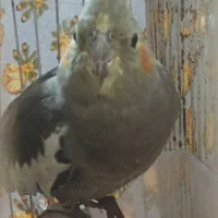 عروس هلندی