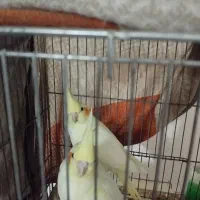عروس هلندی جوجه یک ونیم ماهه دوم خور