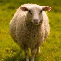 ضبح گوسفند،گاو،شتر