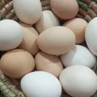 تخم مرغ محلی
