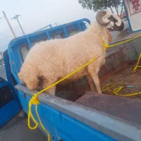 بره چاق