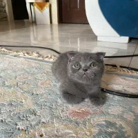گربه های اصیل در رنگ‌های زیبا