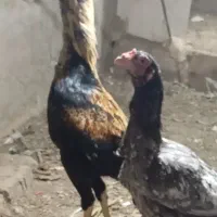 تخم مرغ لاری افغان اوشامو طوسی