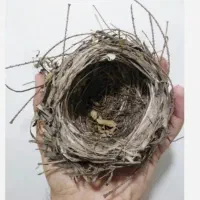 ۲عددقنار دستی فروش یامعاوضه باعروس یاکبوتر