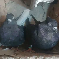 کبوتر