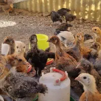 جوجه یکماهه نژاد دار