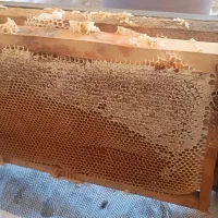 عسل بهاره صددر صد خالص