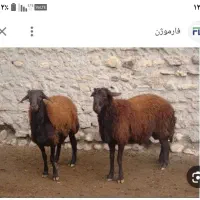 بره زنده ماده
