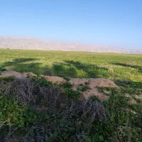 زمین علف دامداری