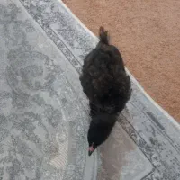 باسلام ۳ تا جوجه زرنگ