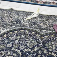 عروس هلندی|پرنده|رشت, کوی امام رضا|دیوار