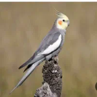 عروس هلندی دستی معاوضه با بلدرچین کوهی نر