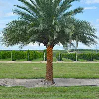 راه ضمانت اصالت و سلامت نخل‌ها. نخل خرما رسمی